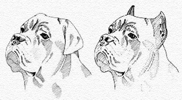 Cane Corso Ear Crop Chart