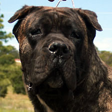 cane corso ear cropping vets