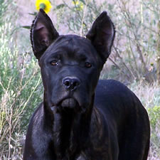 55+ Cane Corso Tail Crop