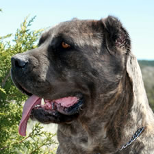 Cane Corso Ear Crop Chart