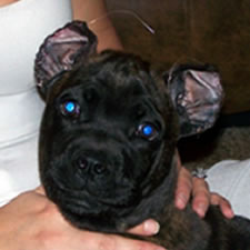 Cane Corso with bad ear crop, wrong shape