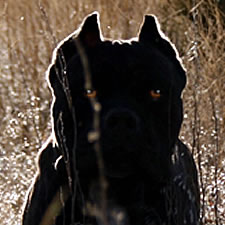 Cane Corso with correct ear crop