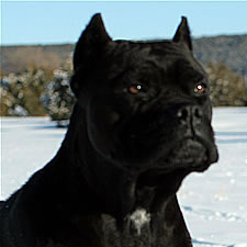 Cane Corso with cropped ears