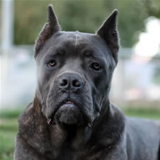 Cane Corso with bad ear crop, too long, boxer crop, dane crop, doberman crop