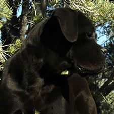 Cane Corso with uncropped ears