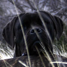 Cane Corso with un-cropped ears