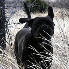 Cane Corso uncropped ears