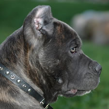 Blue Brindle Cane Corso with correct ear crop