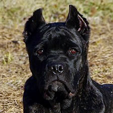 Cane Corso Ear Crop Chart