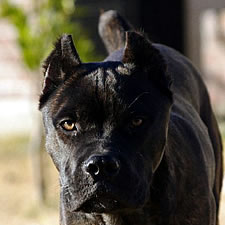 Black Brindle Cane Corso with correct ear crop