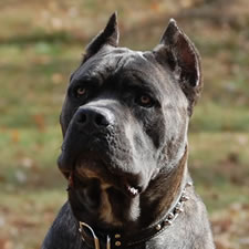 Cane Corso Ear Crop Chart