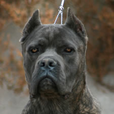 why do they crop cane corso ears