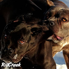 Cane Corso with uncropped ear injury