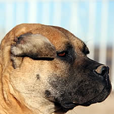 Uncropped Cane Corso ear injury