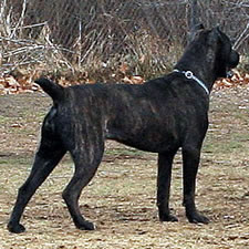 Cane Corso Tail Dock