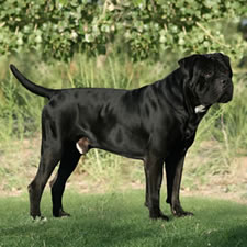 Cane Corso Tail UnDocked