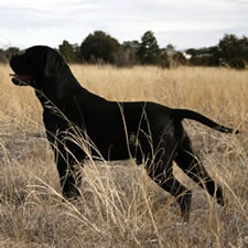 Cane Corso Puppy with UnDocked Tail