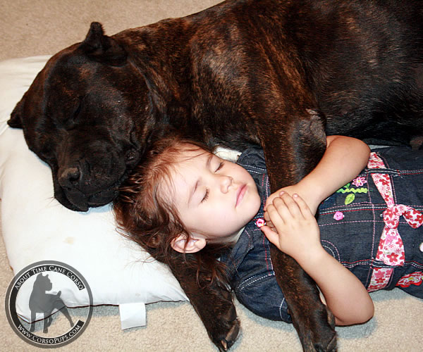 cane corso kid friendly