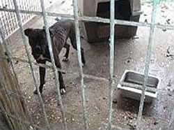 Puppy Mill dogs producing Pet store puppies