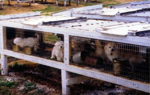 Puppy Mill dogs producing Pet store puppies