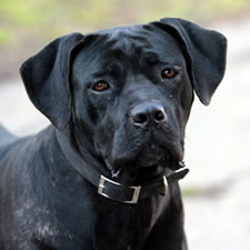 Alice, Adopted Cane Corso Rescue