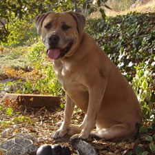 Ananda, Adopted Cane Corso Rescue