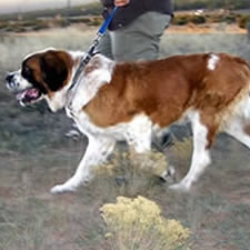 Baby Girl, Adopted Saint Bernard Rescue