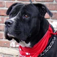 Benson, Adopted Cane Corso Rescue