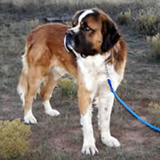 Captain, Adopted Saint Bernard Rescue