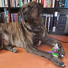 Silly, Adopted Cane Corso Rescue