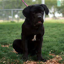 Ebony, Adopted Cane Corso Rescue