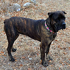 Guinness, Adopted Cane Corso Rescue