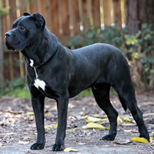 Jeff, Adopted Cane Corso Rescue