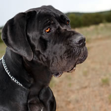 Olivia, Adopted Cane Corso Rescue