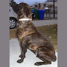 Sicily, Adopted Cane Corso Rescue