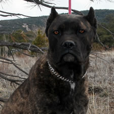 Silly, Adopted Cane Corso Rescue