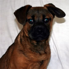 Tank, Adopted Bull Mastiff Cross Rescue