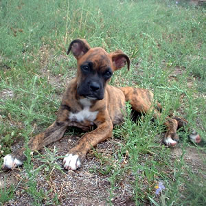 Tinga, Boxer Rescue