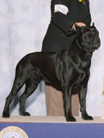 "Bach" | Multi Champion About Time's Chance, AKC, ICCF, ARBA & International Champion, Jane Turbenson | -Arizona