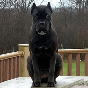 fully grown cane corso